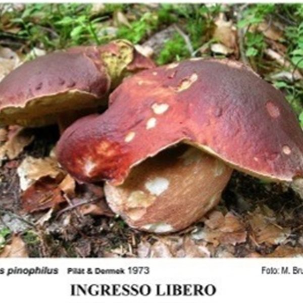 r333336?v=403715&ext=.JPG