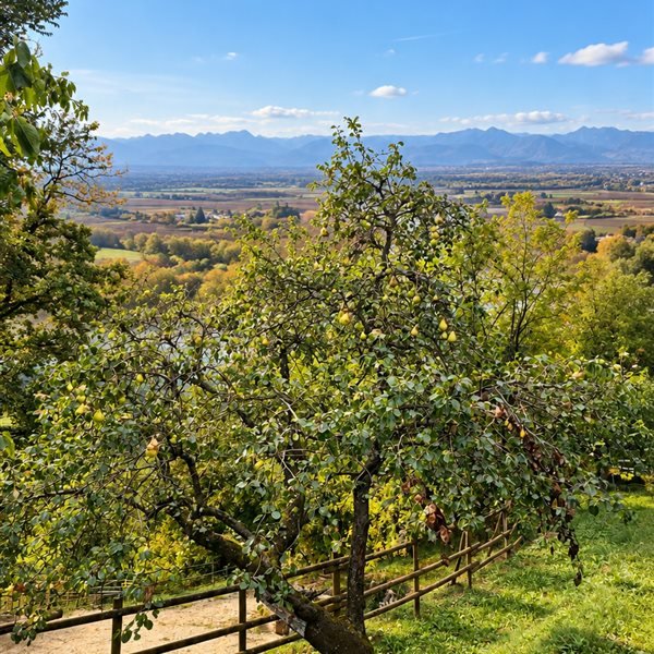 Agribus delle Valli - Storie e sapori di frutti antichi, oro rosso e olio nuovo